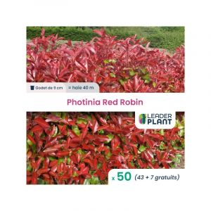 50 x Photinia Red Robin en godet