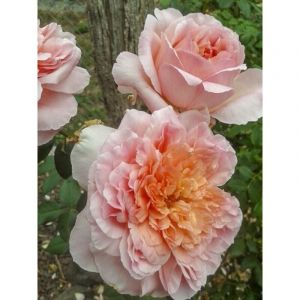 Rosier grimpant 'Papi Delbard ' Racines nues en motte