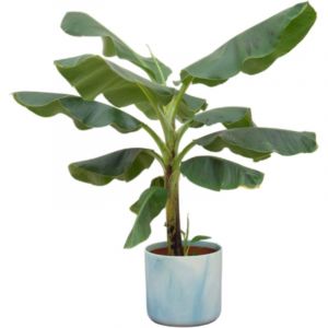 Offre combo - Bananier (Musa) - Cache-pot Ocean bleu atlantique - 100 cm - &oslash;22 cm&ndash; ComfortXL Green