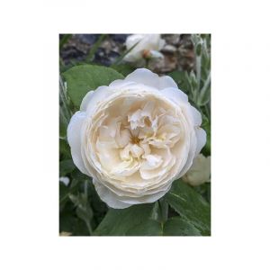 Rosier 'William and Catherine' Pot de 4L/5L