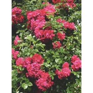 Rosier liane 'Crimson Shower' Pot de 3L/4L