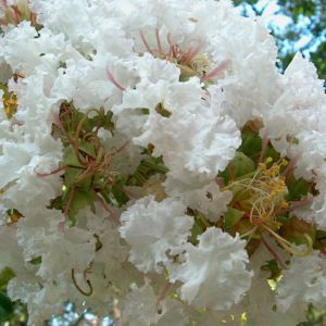 Lilas des Indes Petit&acute; Canaille&reg; Blanc, Lagerstroemia/Pot de 3L