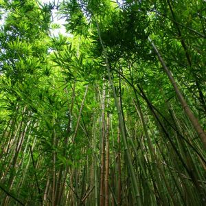 Bambou Fargesia scabrida Asian Wonder 60/80cm