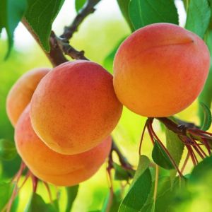 Abricotier 'Précoce de Saumur' (Prunus armeniaca 'Précoce de Saumur')