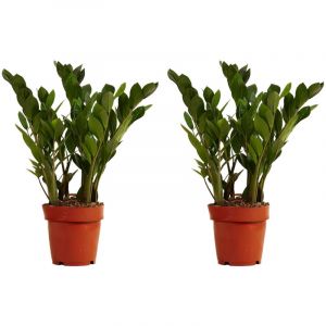 Bloomique - Lot de 2 - Zamioculcas Zamiifolia - Palmier d'intérieur - Plante zz - Plantes d'intérieur - Purifiant l'air - Très facile d'entretien