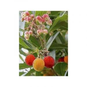 Arbousier, Arbre &agrave; fraises 'Roselily ' Pot de 3L/4L