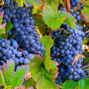 Pied de vigne Nero' Rouge - Vitis vinifera Nero' 120cm