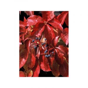 Vigne vierge vraie, Vigne vierge de Virginie Red Wall&reg; 'Trok' Pot de 2L/3L