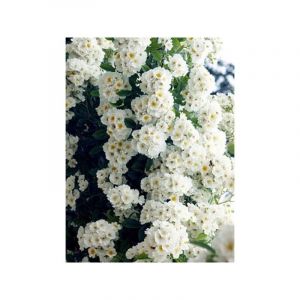 Rosier liane 'Bobby James' Pot de 4L/5L