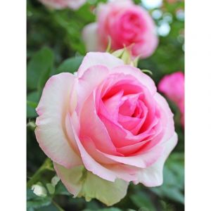 Rosier grimpant 'Pierre De Ronsard' Pot de 4L/5L