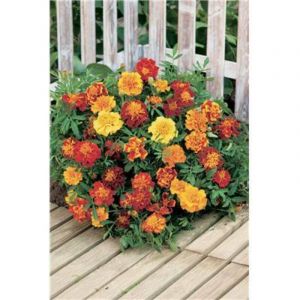 Oeillet d inde en melange - Plantes vivaces