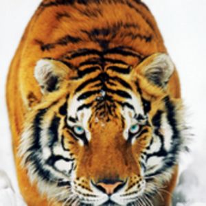 Poster Animaux 128572