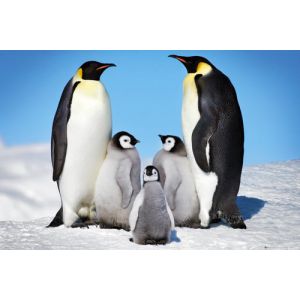 Poster Animaux 128588