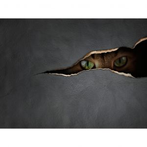 Papier peint Regard du chat