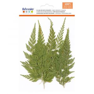 12 fleurs press&eacute;es Foug&egrave;res - Artemio