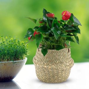 Hjlian Panier Pliable En Jonc De Mer Naturel Tisse Pour Vetements, Pots De Fleurs Et Plantes (Naturel) - Neuf