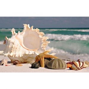 Kit De Broderie Diamant 5d Complet Par Numéro, 30,5 X 40,6 Cm (Coquillage) - Neuf
