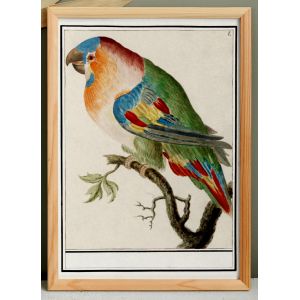 Petite affiche sur le perroquet, d&rsquo;apr&egrave;s une gravure ancienne de 1610. - Neuf