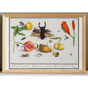 Petite affiche sur &laquo; insectes et fleurs &raquo;, d'apr&egrave;s une gravure ancienne de 1610. - Neuf