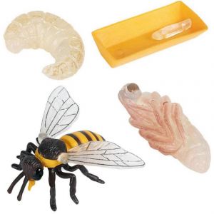 Pack de 4 Figurines d'insectes Cycle de vie d'insectes r&eacute;alistes Figurines Jouets Sciences &eacute;ducatives Mod&egrave;le T - Neuf