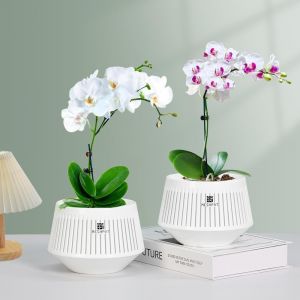 Lot De 2 Pots À Orchidée Décoratifs Avec Trous Pour Rempotage-12 Cm-Avec Élagage De L'air Et Bonne Circulation De L'air-Conteneur À Orchidée En Plastique Blanc Avec Soucoupes - Neuf
