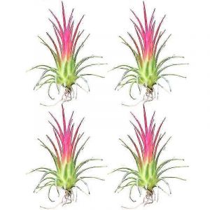 Lot de 4 plantes aeriennes ornementales, pas besoin de terre, arrosage modere, facile a entretenir, vase d'interieur, plantation aquatique, Tillandsia, decoration d'interieur - Neuf