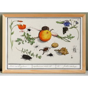 Petite affiche sur "insectes et petits animaux", d&rsquo;apr&egrave;s une gravure ancienne de 1610. - Neuf