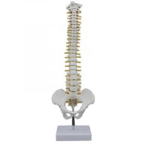 Colonne vertebrale humaine de 45 cm avec bassin, anatomie humaine, colonne vertebrale + support flexible - Neuf