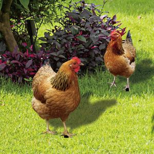 Lot de 2 piquets de jardin en forme de poule - Décoration acrylique, jardin, pelouse - Neuf