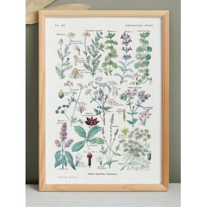 Affiche sur les plantes digestives, d'apr&egrave;s une lithographie de 1920 - Neuf