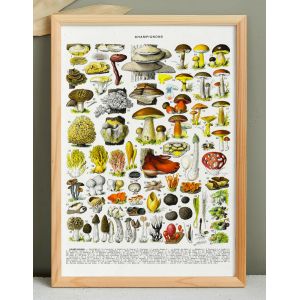 Affiche sur les champignons "c&egrave;pe", d'apr&egrave;s une lithographie de 1928 - Neuf