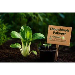 100 Graines &Agrave; Semer - Le Grenier D'abondance - Chou Chinois Pakvert - Brassica Rapa - Neuf