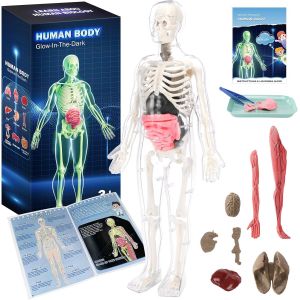Modele Anatomie Corps Humain Squelette Lumineux Kit Science 40 Pieces Os Organes Amovibles Jouet Educatif STEM Cadeau Anniversaire Fete - Neuf