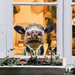 Sticker Mural Girafe Pour Fen&ecirc;tre - Autocollant, Imperm&eacute;able Et Amovible Pour D&eacute;coration Int&eacute;rieure/Ext&eacute;rieure - Neuf