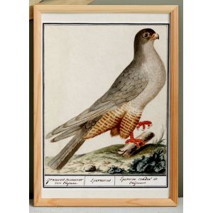 Petite affiche sur l'&eacute;pervier, d'apr&egrave;s une gravure ancienne de 1610. - Neuf