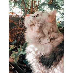 Mevronisshop-Traceur Chat/Sans Abonnement/Radio Localisateur -Non Gps/Mini Tracker Pour Collier Chat Chien/Suivi Jusqu&iquest;&Agrave; 4 Animaux/Fonctionne Aussi En Espace Clos / + Chargeur Inclus - Neuf