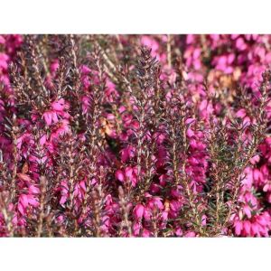 1 Pianta Erica Winter Ladies In Ciotola Da 23cm, Piante Da Esterno, Sempreverde, Fiori Da Balcone - Neuf