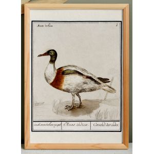 Petite affiche sur le canard coureur indien, d'apr&egrave;s une gravure ancienne de 1610. - Neuf