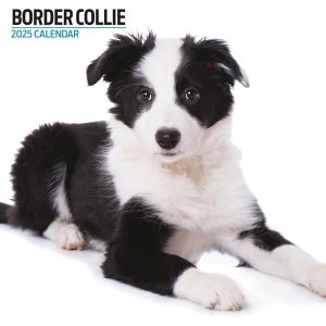 JGD-Border Collie Calendrier moderne 2025 - Neuf
