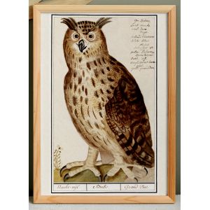 Petite affiche sur le hiboux grand duc, d'apr&egrave;s une gravure de 1610 - Neuf