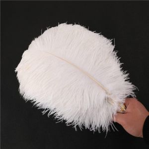 Lot 10 Plumes d'autruche Naturelles 30 &agrave; 35 cm Plumes pour Loisirs cr&eacute;atifs Accessoires d'attrape-r&ecirc;ves D&eacute;coration la Maison Costume D&eacute;coration Table Mariage F&ecirc;te Chapeaux D&eacute;coration v&ecirc;tements Blanc - Neuf