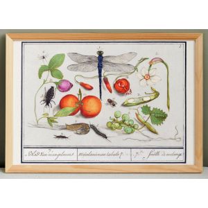 Petite affiche sur les insectes et plantes, d&rsquo;apr&egrave;s une gravure ancienne de 1610. - Neuf