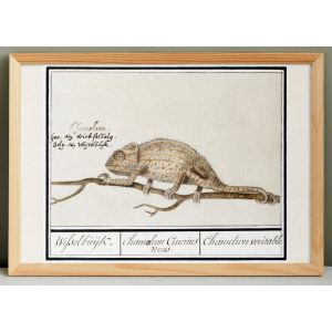 Petite affiche sur le cam&eacute;l&eacute;on, d&rsquo;apr&egrave;s une gravure ancienne de 1610. - Neuf