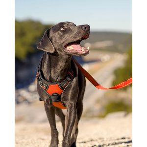 Harnais Chien, R&eacute;fl&eacute;chissant Respirante Harnais Anti Traction Pour Chien Avec Attache Devant Et Poign&eacute;e Contr&ocirc;le S&eacute;curit&eacute; Pour Grand, Orange, S - Neuf