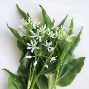 50 Graines D'ail Des Ours - Semisauvage Permaculture - Neuf