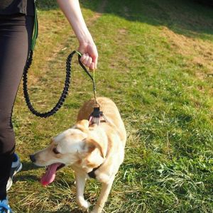 Laisse Chien Mains Libres, Ceinture R&eacute;glable Orange Et Laisse &Eacute;lastique R&eacute;tractable Gris, Laisse Chien Jogging Avec Coutures R&eacute;fl&eacute;chissantes - Neuf