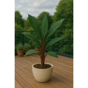 10 Graines &Agrave; Semer - Le Grenier D'abondance - Musa Mannii - Bananier Sauvage - Neuf