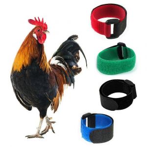 Colliers Anti-Chant Pour Coqs : Lot De 8, Conception Antibruit Pour Poules - Neuf