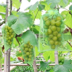 50 Pcs 15 X 10cm De Raisin Sacs De Protection En Organza Sacs À Cordon De Serrage Anti-Insecte Jardin De Protection Et De Contrôle Des Organismes Nuisibles (Vert) - Neuf