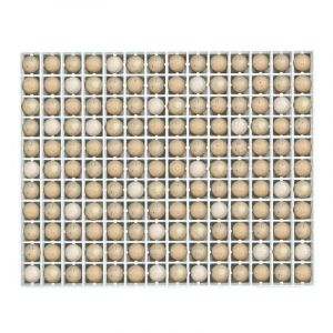 Panier D'incubation 154 Oeufs De Perdrix Tr154 - Neuf